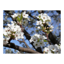 Bradford Pear tree - Poster posters