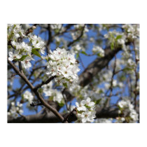 Bradford Pear tree - Poster posters