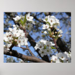 Bradford Pear tree - Poster