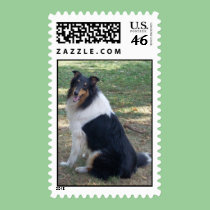 Braedyn Breeze: A COLLIE postage