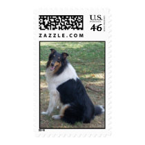 Braedyn Breeze: A COLLIE postage