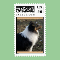 Braedyn -rough tricolor Collie postage