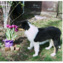 Braedyn smells the flowers (PHOTOSCULPTURE)