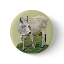 Brahama Cattle buttons