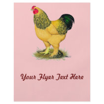 Brahma:  Buff Rooster Flyers
