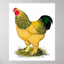 Brahma:  Buff Rooster Print