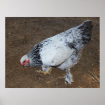Brahma Chicken Print
