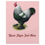 Brahma:  Dark Rooster flyers