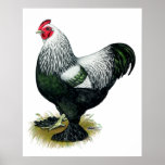 Brahma:  Dark Rooster posters