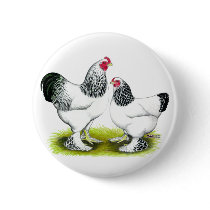 Brahma:  Light Pins