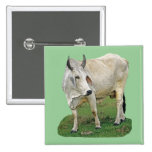 Brahman Cattle Buttons