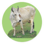 Brahman Cow Round Stickers