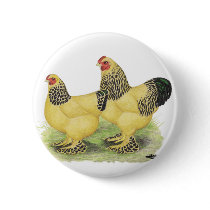 Brahmas: Buff Bantams buttons by diane_jacky Brahmas: Buff Bantams buttons