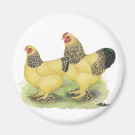 Brahmas:  Buff Bantams Fridge Magnets