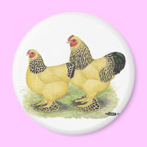 Brahmas:  Buff Bantams magnets