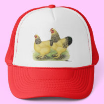 Brahmas:  Buff Bantams hats