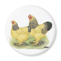 Brahmas: Buff Bantams magnets by diane_jacky Brahmas: Buff Bantams magnets