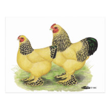Brahmas:  Buff Bantams Postcards