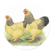 Brahmas:  Buff Bantams stickers