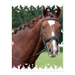 Braided Horse Mane Postcard