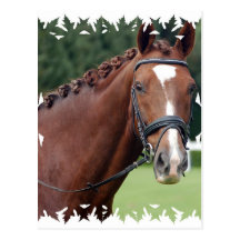 Braided Horse Mane Postcard