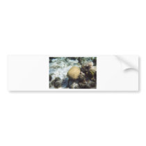 Brain Coral Bumper Sticker