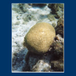 Brain Coral Photo Postcard postcards