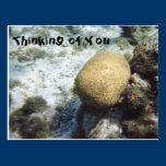 Brain Coral Photo Thinking of You Postcard postcards