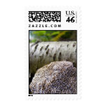 Brain Fungi and Birch Stamp