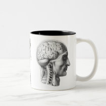 brain revealed mugs