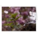 Bramble Bokeh card