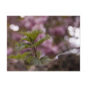 Bramble Bokeh postcard