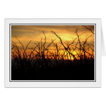 Brambles at Sunset cards
