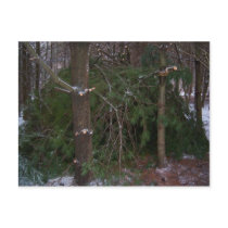 Branch Hut Postcard by BoyScoutTroop102 Branch Hut Postcard