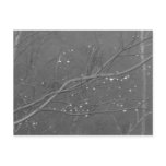 Branch in the Rain Post Cards