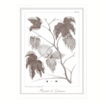 Branch of Cotton Plant - Branche de Cotonnier posters
