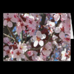 Branch of Pink Blossoms Card