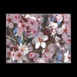 Branch of Pink Blossoms Postcard