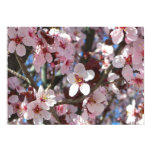 Branch of Pink Blossoms Print
