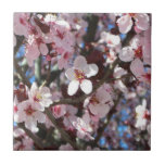 Branch of Pink Blossoms Tile