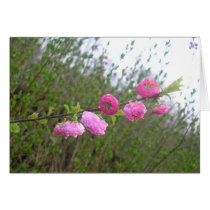 Branche rose cards
