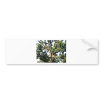 Branches Against the Sky Bumper Stickers