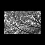 Branches and Leaves canvas prints