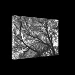 Branches and Leaves II canvas prints