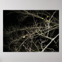 Branches at night