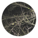 Branches at night