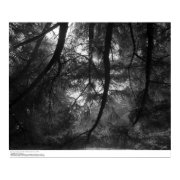 Branches, into sun, UC Santa Cruz, 1963 print