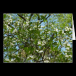 Branches of Dogwood Blossoms Card