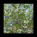 Branches of Dogwood Blossoms Magnet