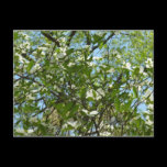 Branches of Dogwood Blossoms Postcard